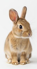 Cute brown rabbit sitting isolated on white background