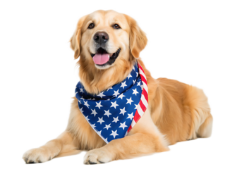 Golden retriever lying down wearing an american flag bandana on a white background looking at camera