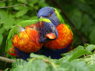 rainbow lorikeet in love 