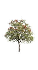 Blooming tree with pink flowers and lush green foliage isolated on transparent background
