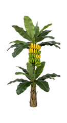 Vibrant banana plant with green leaves and yellow fruit cluster