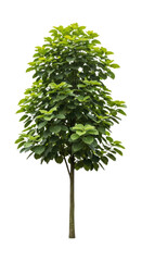 Lush green tree with vibrant leaves on transparent background