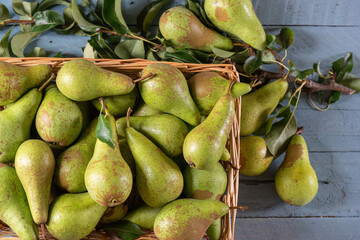New season Conference Pears