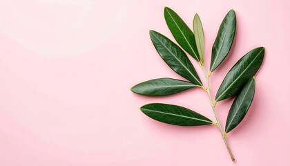 Olive branch with vibrant green leaves, contrasted against a soft pink background. Minimalistic and clean presentation for a refreshing botanical look