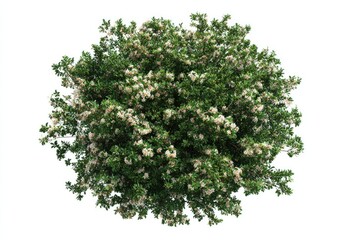 Dense, round treetop with light pink flowers
