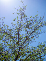 Tree branches with fresh green leaves against blue sky