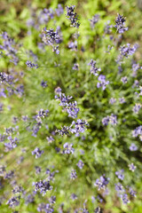 Purple lavender flowers blooming in a lush green field, showcasing vibrant colors and delicate petals, creating a serene and tranquil natural landscape