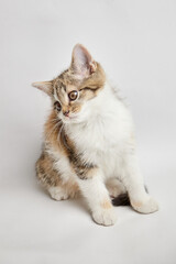Obraz premium Playful kitten with a mix of fur colors, sitting gracefully on a soft white background, showcasing its curious expression and adorable features in a charming pose