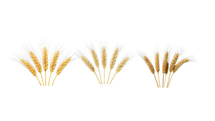 Wheat stalks on transparent background png