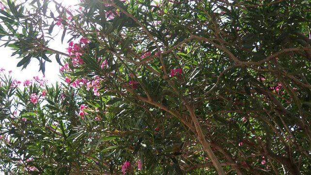 Nerium oleander, rosebay cultivated worldwide in temperate and subtropical areas as an ornamental and landscaping plant. Genus Nerium, Apocynoideae, Apocynaceae. Montenegro, Adriatic, Mediterranean.