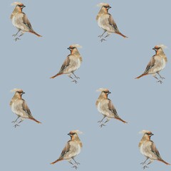 Pattern birds