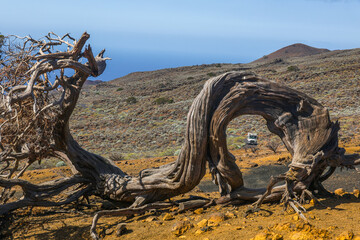 Fototapeta premium Gnarled Juniper Trees shaped by the wind at El Sabinar, El Hierro Island, Canary Archipelago, Spain, Europe