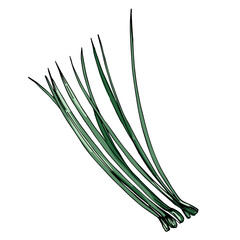 Fir branch illustration with vibrant green needles, conifer vector, hand drawn botanical clipart for invitations, posters, banners and designs