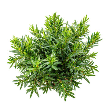 Christmas evergreen Pernettya plant png