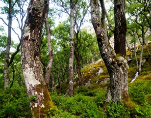 Fototapeta premium Lush forest scene with mossy rocks