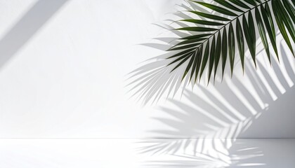 Minimalist composition featuring a verdant palm frond casting stark shadows on a pristine white wall and reflective surface, emphasizing contrast and organic textures
