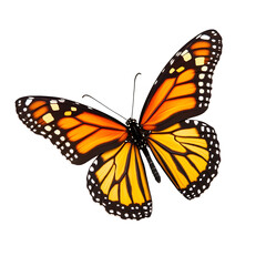 Fototapeta premium Stunning Monarch Butterfly Nature Display