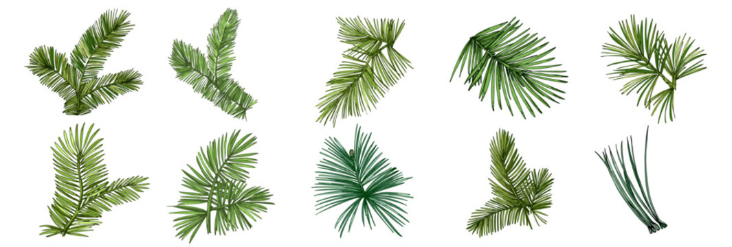 Fir branch illustration with vibrant green needles, conifer vector, hand drawn botanical clipart for invitations, posters, banners and designs