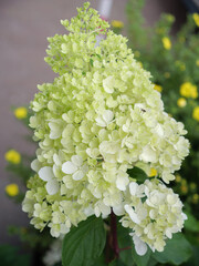 Close-up of a Lush Green Hydrangea Bush with Creamy White Flowers