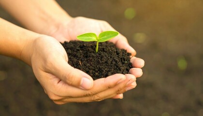 Hands holding a small sprout with rich dark soil against a softly blurred background. Showing new life and growth