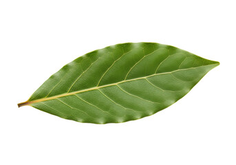 Obraz premium Close-up view of a vibrant green bay leaf against a black background, highlighting its intricate veins and texture.