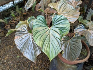 Shiny metallic heart shaped leaves of Philodendron pastazanum