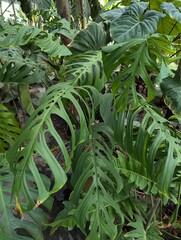 huge fenestrated leaves of monstera esqueleto
