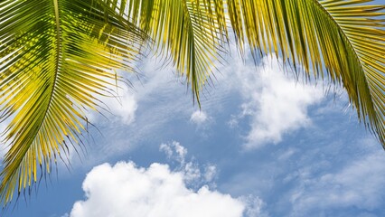 palm tree and blue sky