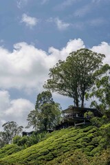 tree with building in the mountains of Cameron Highlands
