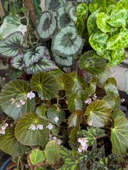 Variety of begonia leaves in different shades of green