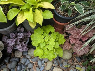Colorful lobed leaves of Alum Root plant (Heuchera americana)