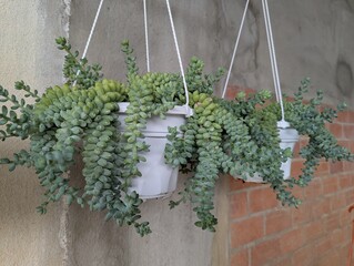 Trailing Sedum Donkey’s Tail (Sedum morganianum) with thick tails of bluey green overlapping leaves in white hanging pot