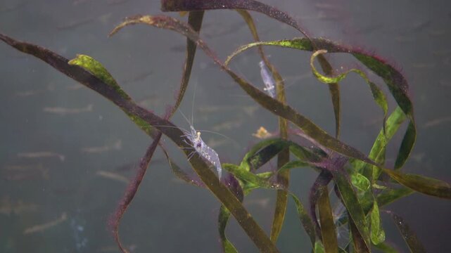 Eastern grass shrimp (Palaemon paludosus) on sea grass.