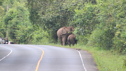elephant crossing the road