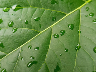 Close-Up Green Leaf with Water Droplets – Natural Freshness Background