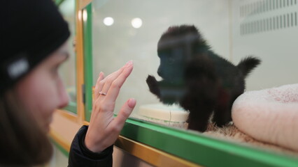Small cute puppy playing with cheerful girl in pet shop. Woman enjoy lovely Japanese Spitz dog having fun behind store glass. Love, friendship, little best friends, choosing a pet in animal store