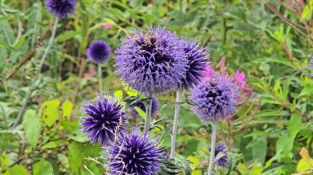 Close-up of purple Ruthenian globe thistle (Echinops ritro) moving gently in summer breeze.