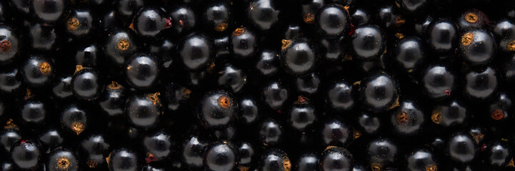 Black currant background. Fresh berries. Wide banner. Closeup. Top down view.