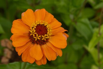 Orange zinnia flower blooming in garden with green background