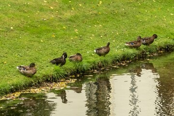 Ducks resting on the grass by the canal in autumn