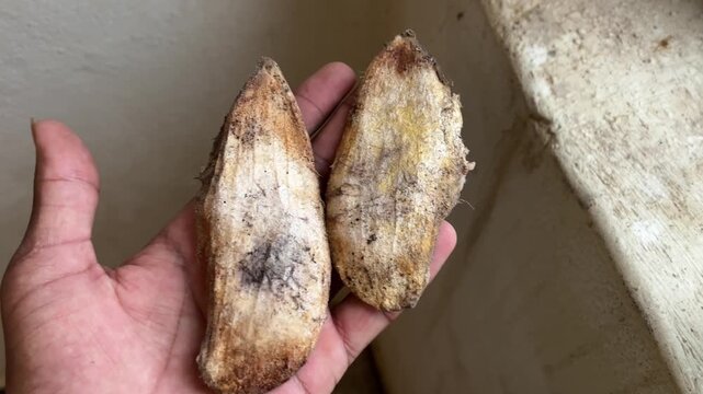 Hand Holding Two Mango Seeds Closeup | Organic Mango Pits for Planting and Gardening 