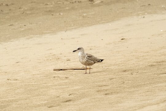 Juvenile seagull standing on sandy beach near small piece of driftwood - Powered by Adobe