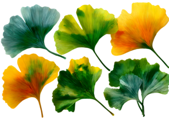 Collection of ginkgo biloba leaves isolated on transarent background; ginkgo st includes green and yello fan-shaped leaves for botnical, seasonal, or wellnes themes