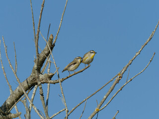 A pair of Striated Pardalote (Pardalotus striatus) perched on a leafless tree branch with clear blue sky background.