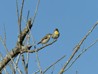 A pair of Striated Pardalote (Pardalotus striatus) perched on a leafless tree branch with clear blue sky background.