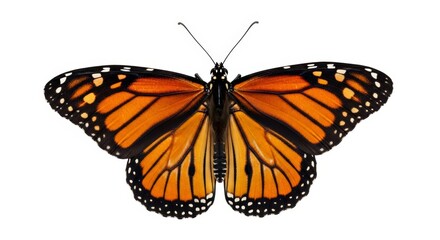 Fototapeta premium Butterfly – monarch butterfly with detailed wings against a clean white backdrop perfect for nature designs isolated on white background