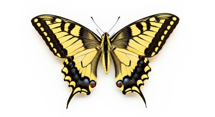 Naklejka premium Butterfly – yellow swallowtail butterfly with intricate wing patterns isolated on white for nature lovers