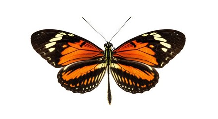 Fototapeta premium Butterfly – Elegant orange butterfly with striking black and white markings isolated against a bright clean backdrop