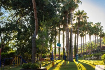Obraz premium A children's playground among palm trees and pines, illuminated by the summer sun