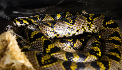 Close up of a Japanese Rat Snake. black and yellow snake